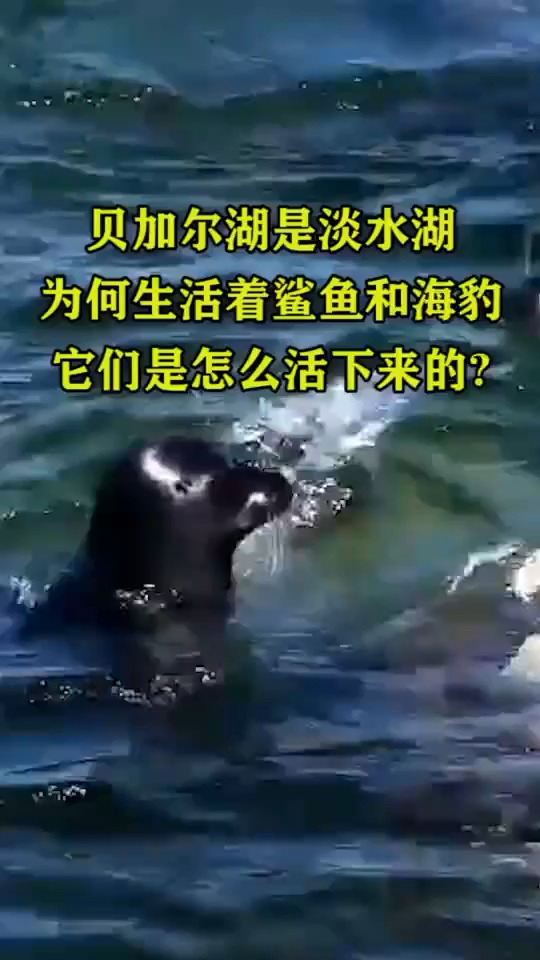 贝加尔湖是淡水湖,为何生活着鲨鱼和海豹,它们是怎么活下来的