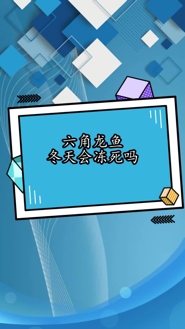 六角龙鱼冬天会冻死吗,你理解了吗