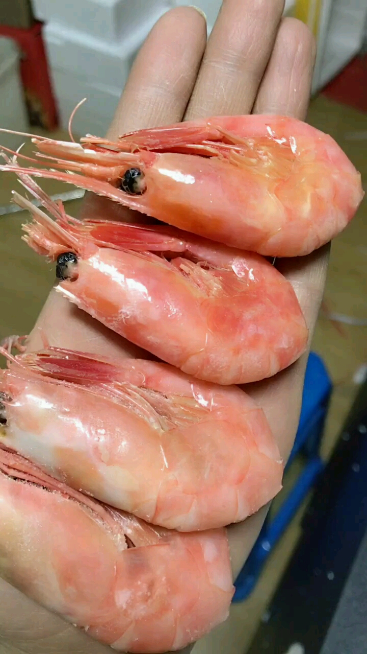 俄罗斯马加丹虾是这样的