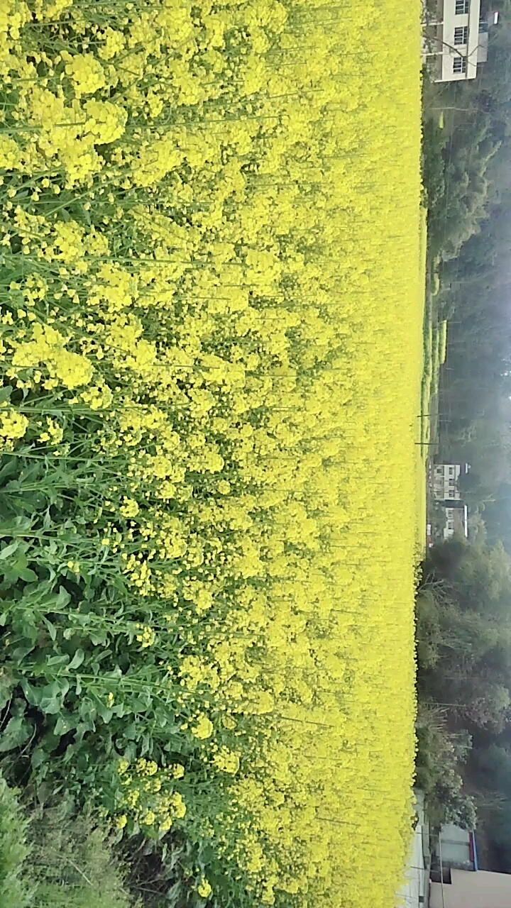 菜子花花非黄非黄