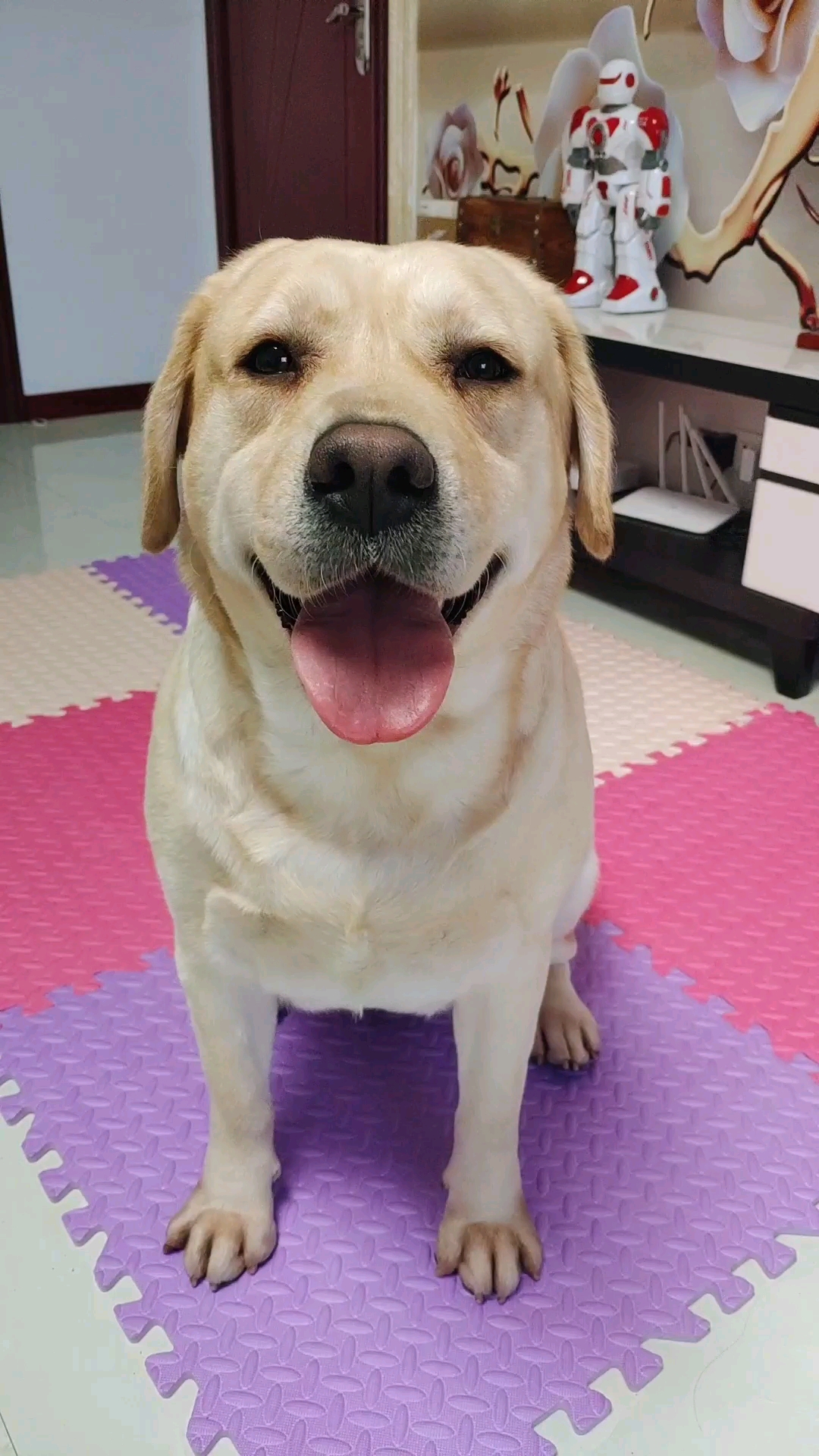 #我家萌宠成精了#狗狗不想吃药,那就吃药膳好了