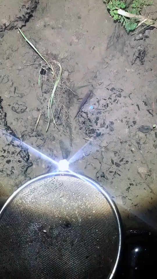 扁扁的小溪鱼,朋友们你们家乡有吗