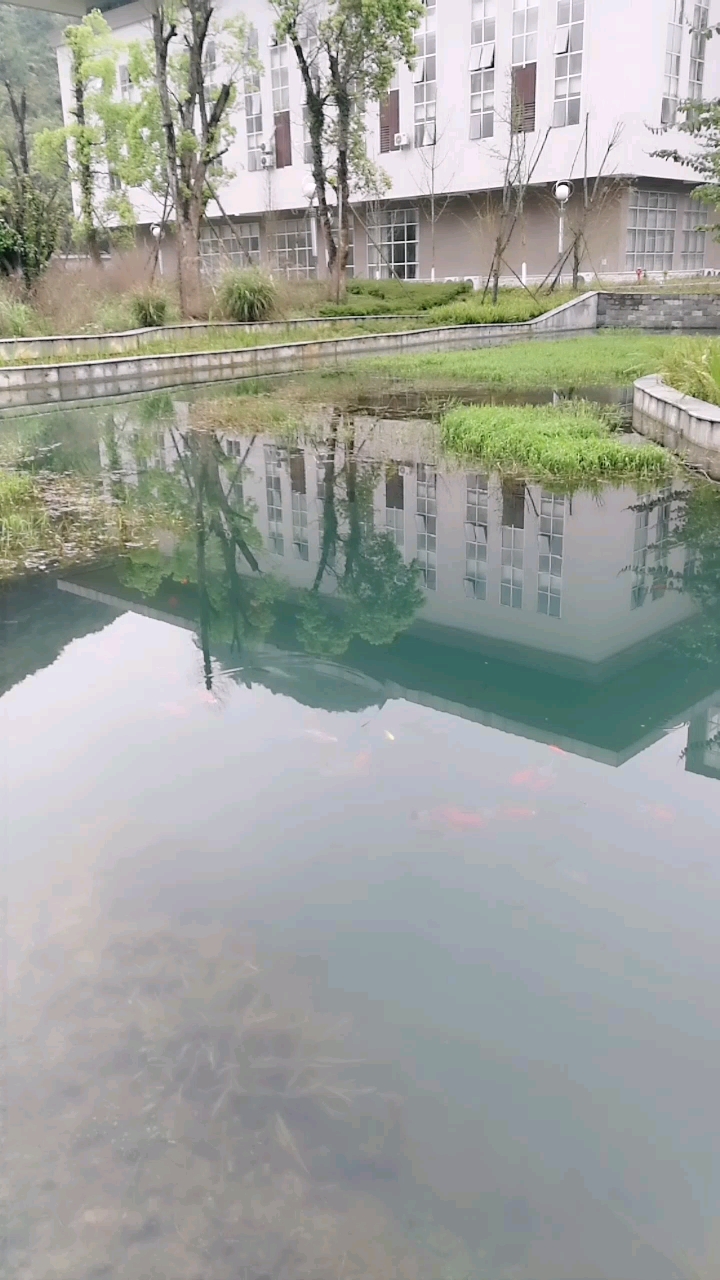 池塘里的小鱼游得欢