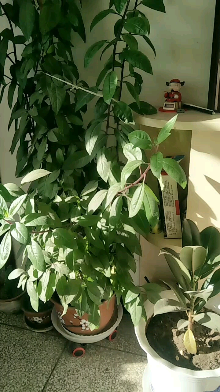 降压树长这么高