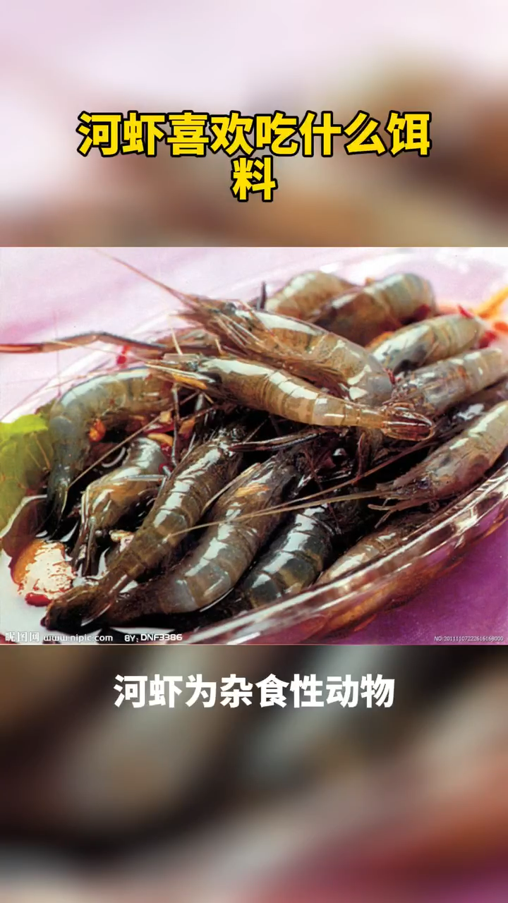河虾喜欢吃什么饵料