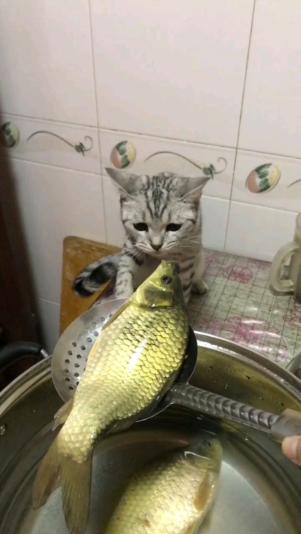鱼猫之吻!