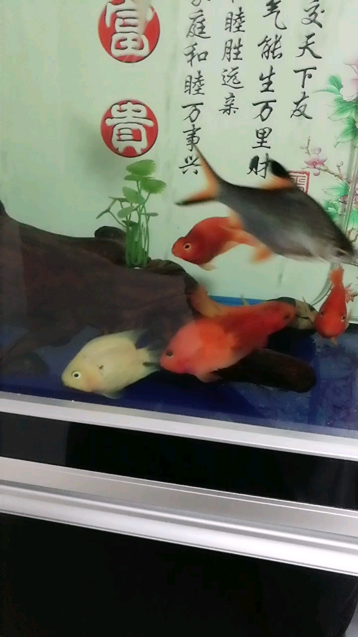 添加了鹦鹉鱼!红和黄