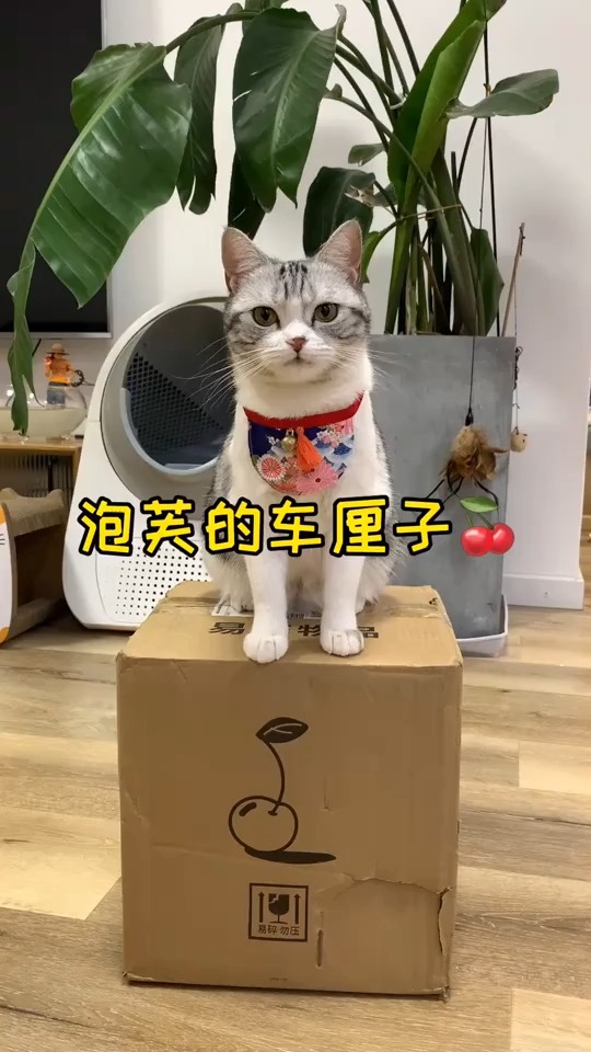#家有猫咪#泡芙也是实现喵生车厘子自由的小猫咪了