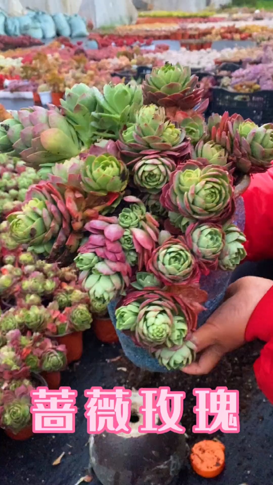 #有一种可爱叫多肉!#蔷薇玫瑰送给爱的人!