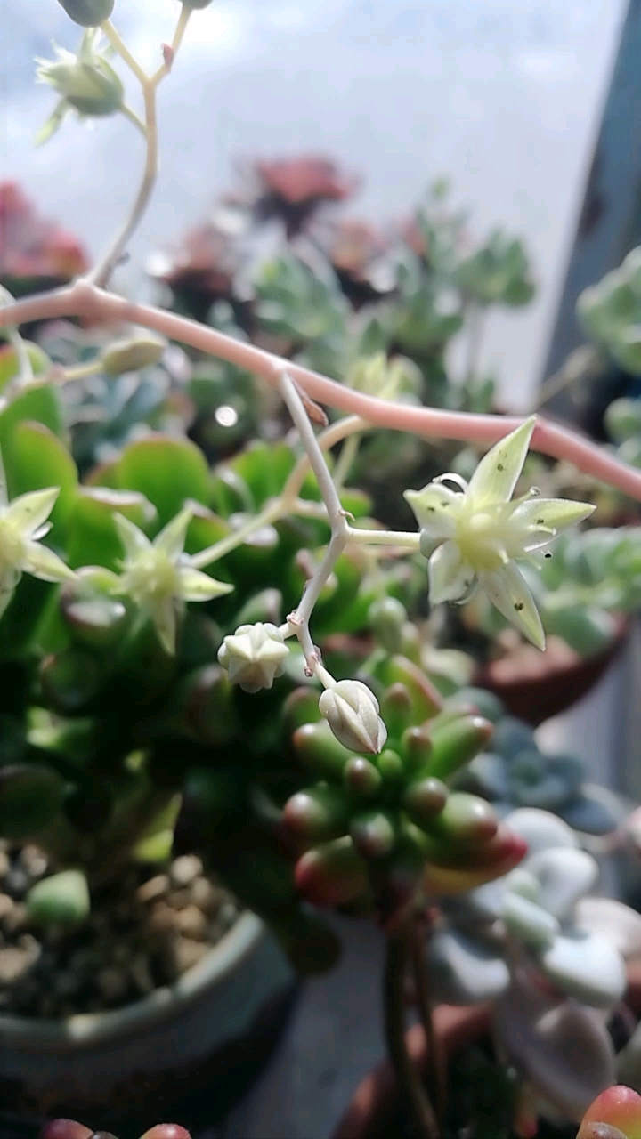多肉开花