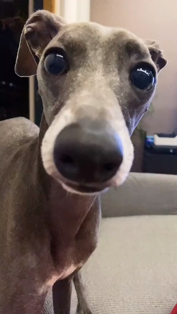 狗子成精,每一帧都是表情包