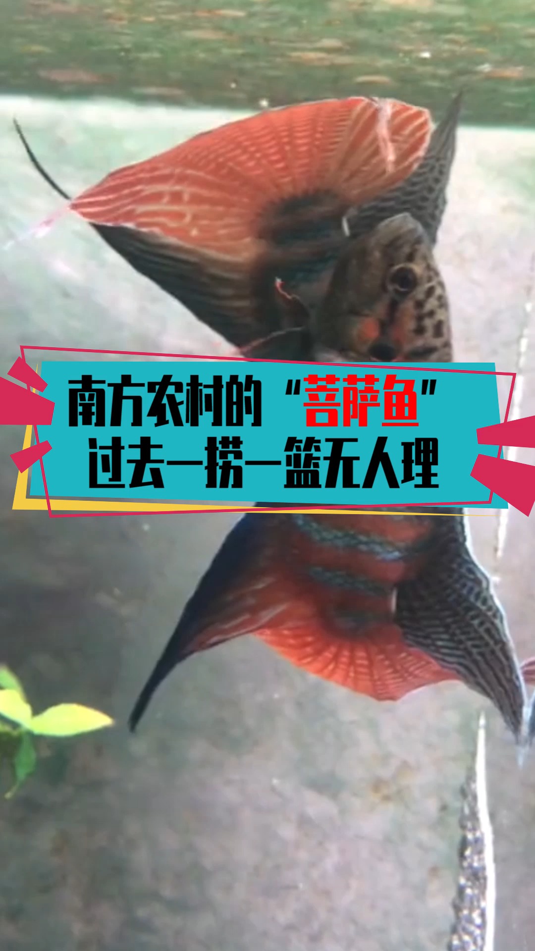#奇闻趣事抢先看#南方农村的“菩萨鱼”,过去一捞一篮无人理,现在7厘米卖50元