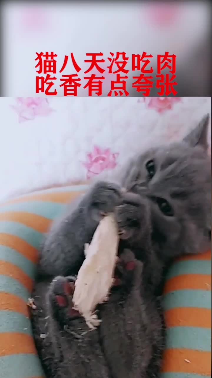 猫终于有肉吃了,我还在意什么吃相!