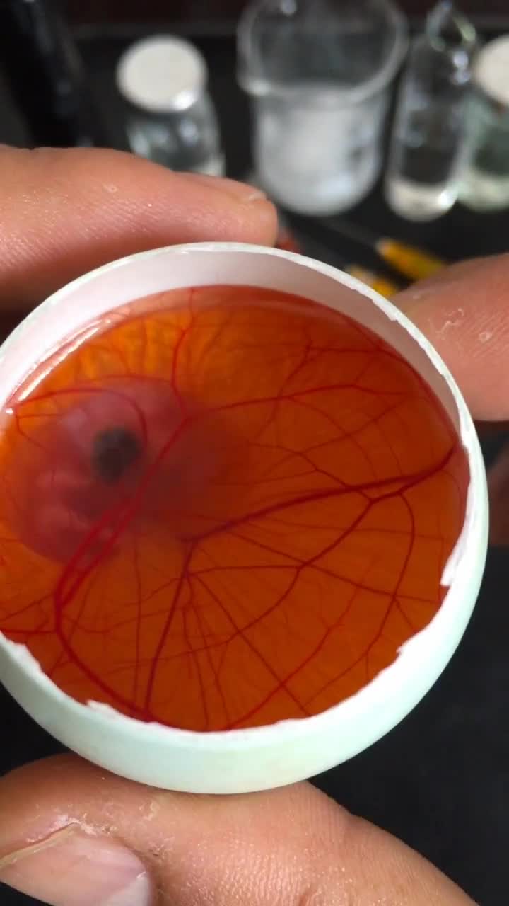 鸭蛋壳里孵化小鸡第十天持续更新感谢关注