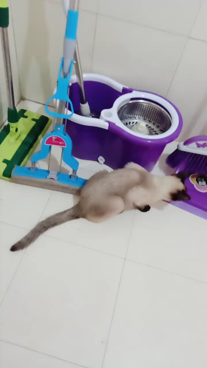  小猫吃东西的时候,还挺好玩。