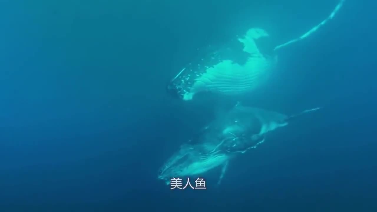 美人鱼:鱼人与人类的爱情过程虽然悲惨但结局很美好