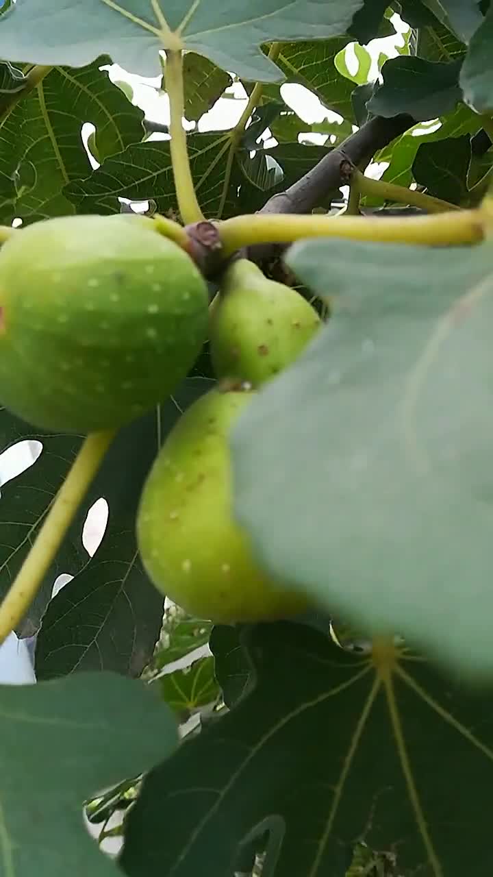 无花果树上长出来的宝葫芦,真的难以置信。
