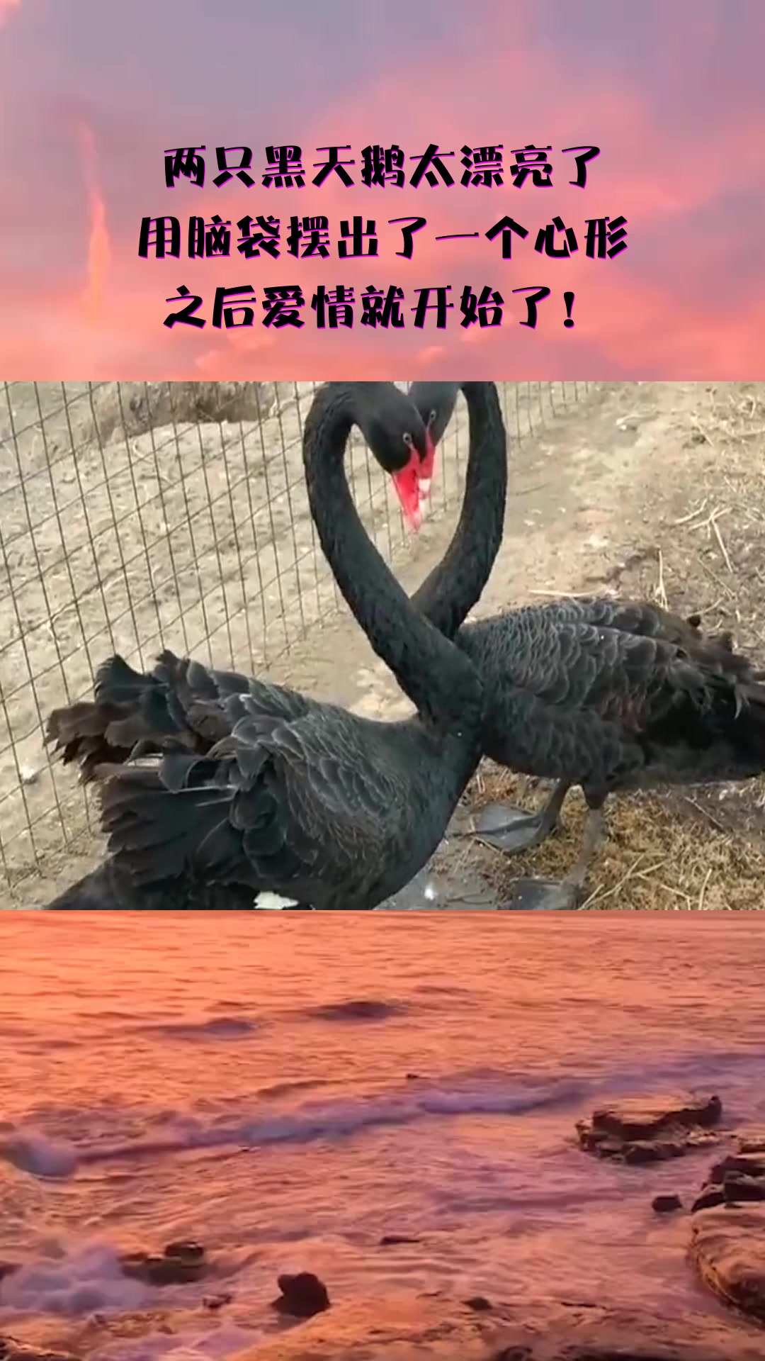 #我要上热门#两只黑天鹅太漂亮了,用脑袋摆出了一个心形,之后爱情就开始了!