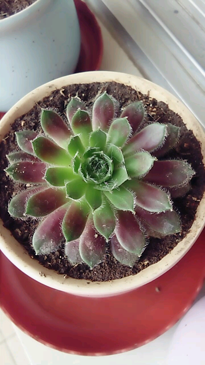 #感恩有你#多肉紫牡丹漂亮吧