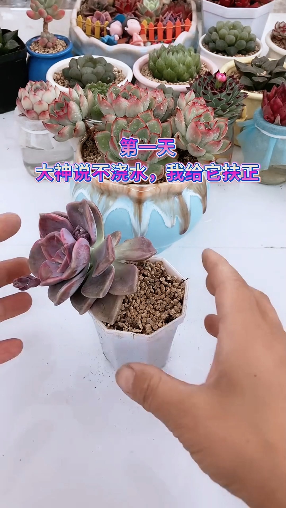 多肉植物养护小常识