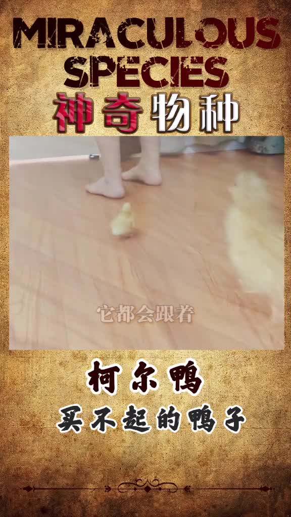 柯尔鸭我是穷鬼,买不起你,萌萌宠物感觉人生太难太苦
