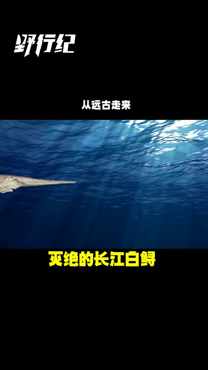 在地球上生活了一亿多年,长江白鲟为何会灭绝?都是人类贪婪所致!