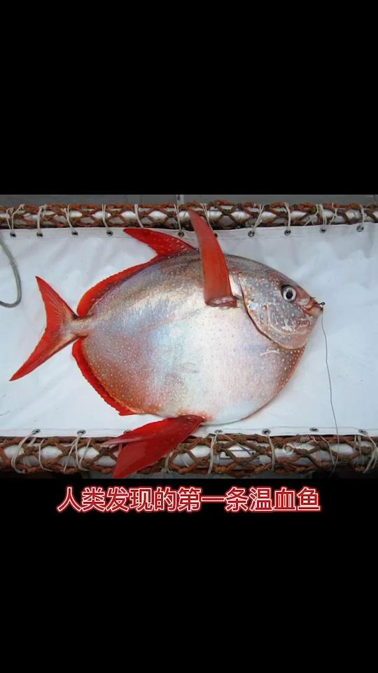 人类发现的第一条温血鱼。#水产养殖