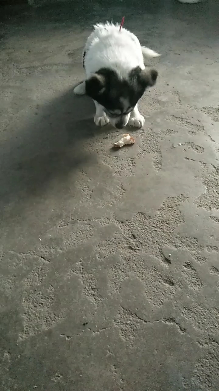 #我怎么这么好看#小可爱也喜欢吃面包
