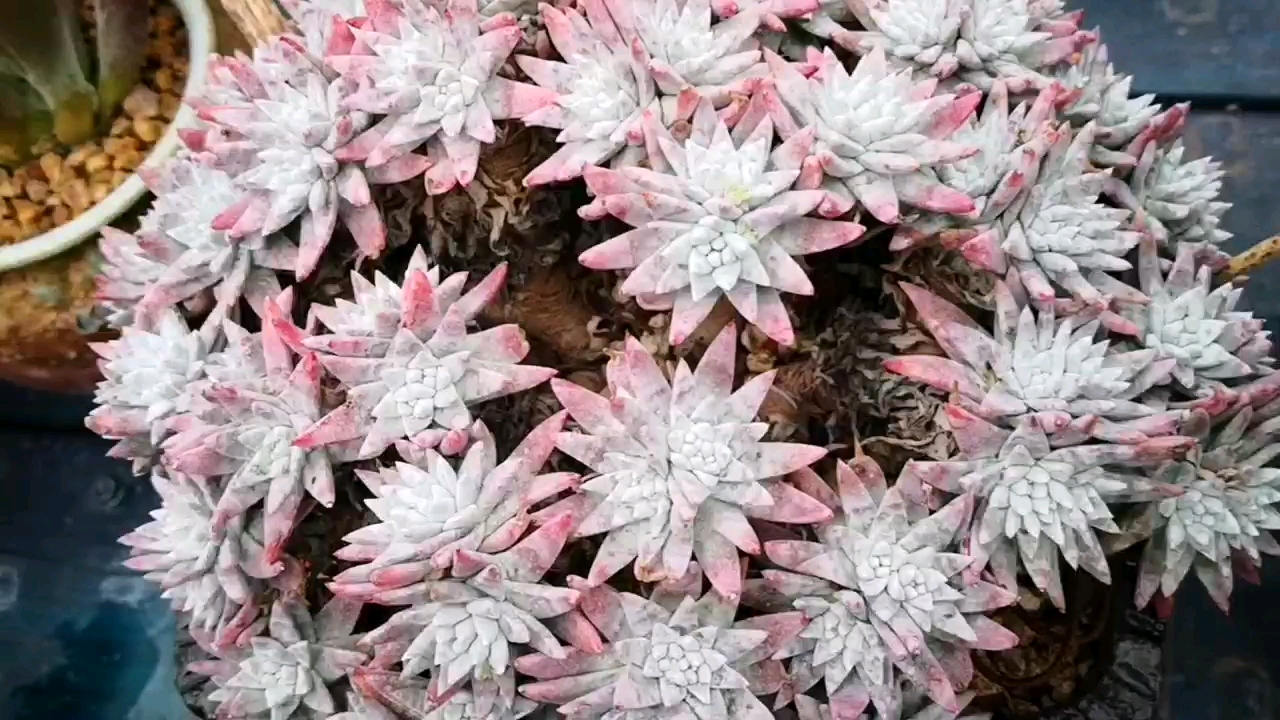 #有一种可爱叫多肉!#捧花白菊老桩美吗?变红了真心很漂亮!