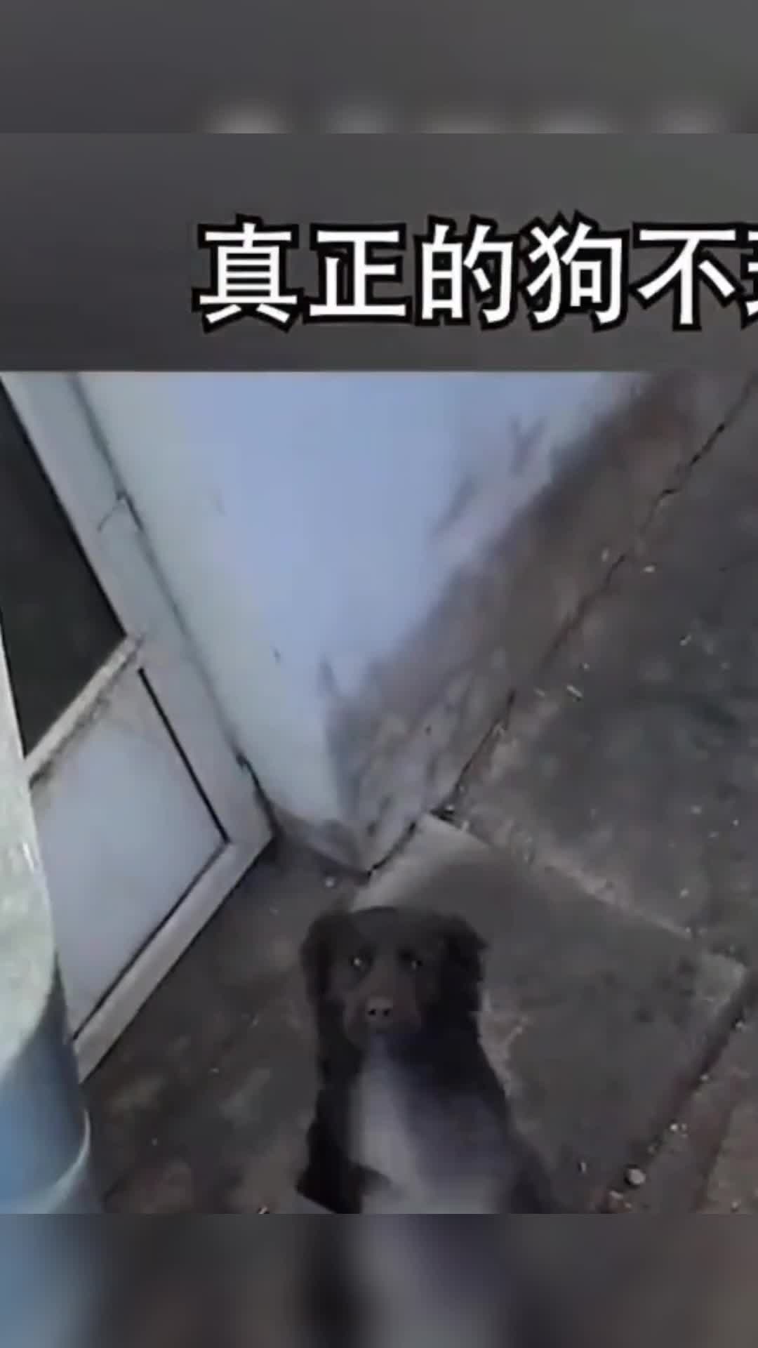 #我要上热门#狗肉锅应该放点什么调料@经纪人小微