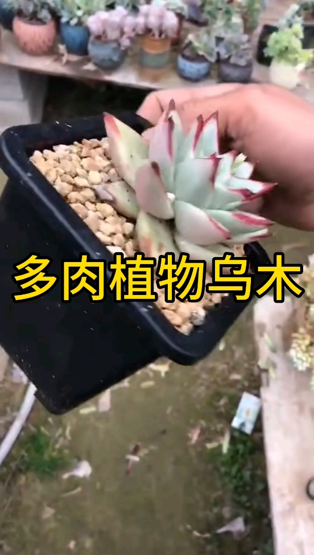 #有一种可爱叫多肉!#乌木,霸气的狮子座
