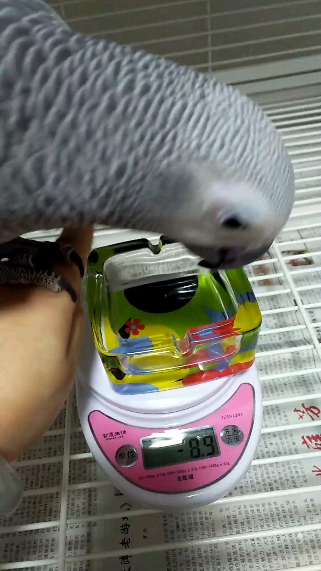2019.3.1 称下体重 看看五个月小鸡的重量