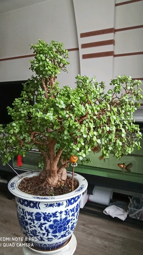 花鸟鱼