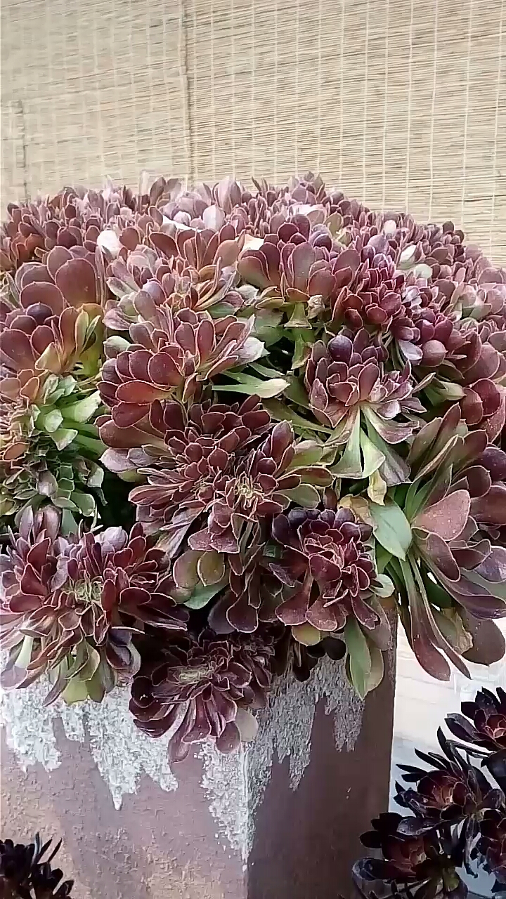 超大芍修缀化
