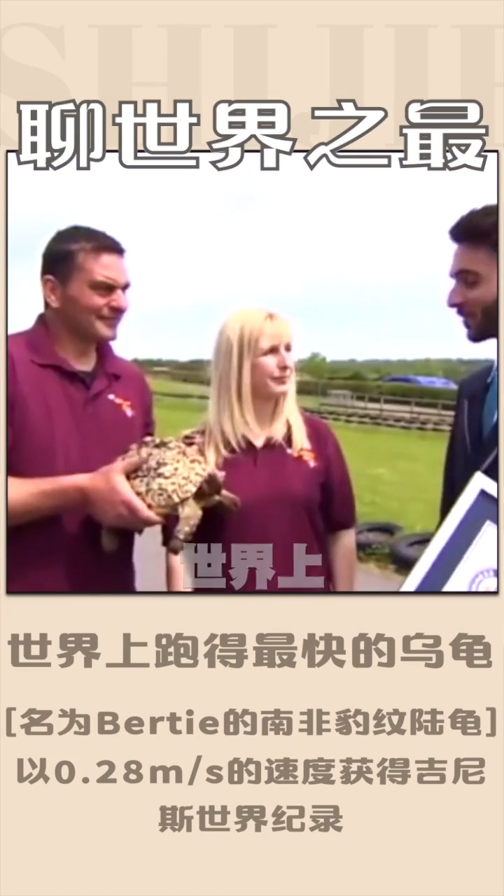 世界上跑得最快的乌龟,速度是普通乌龟的2倍,被誉为龟界博尔特!