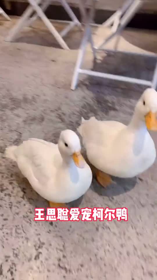 贵阳终于有王思聪同款网红柯尔鸭啦!