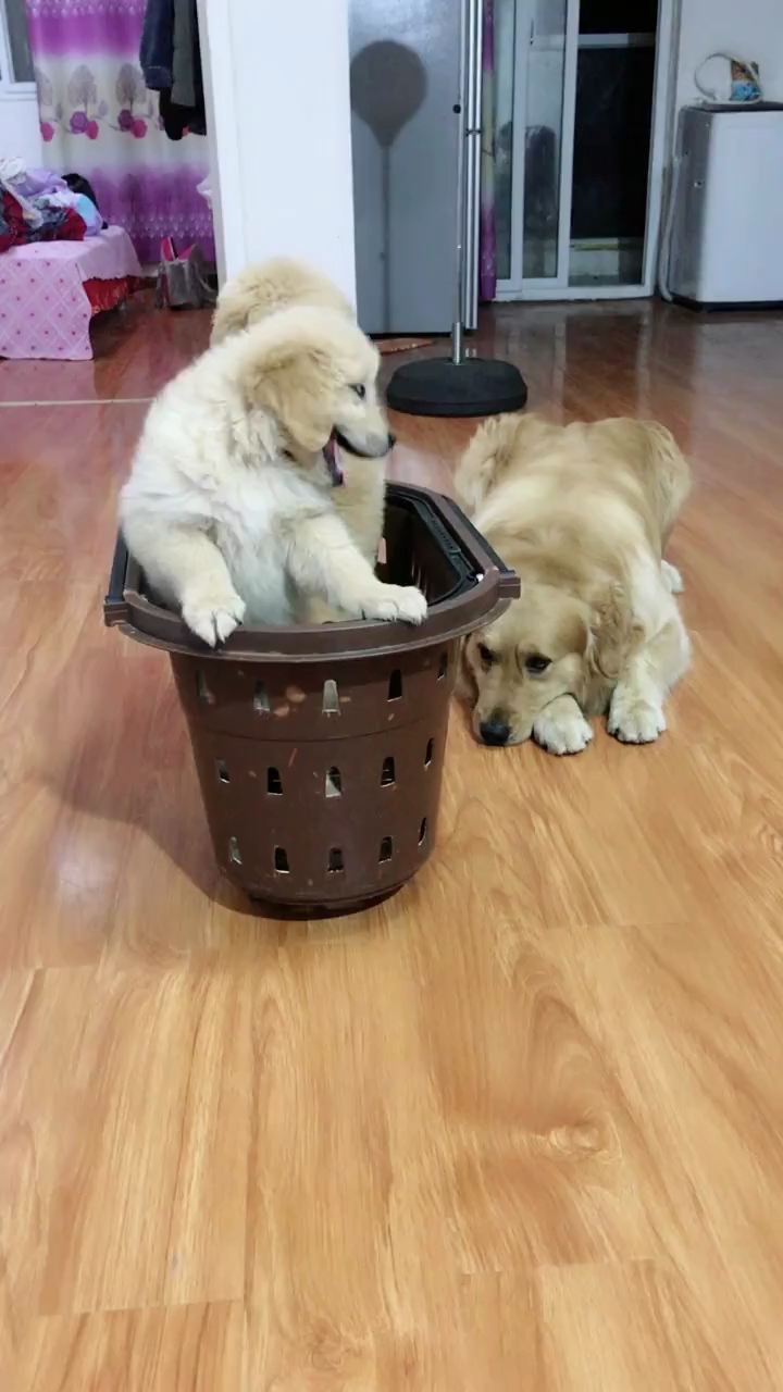 狗肉汤做法【1】