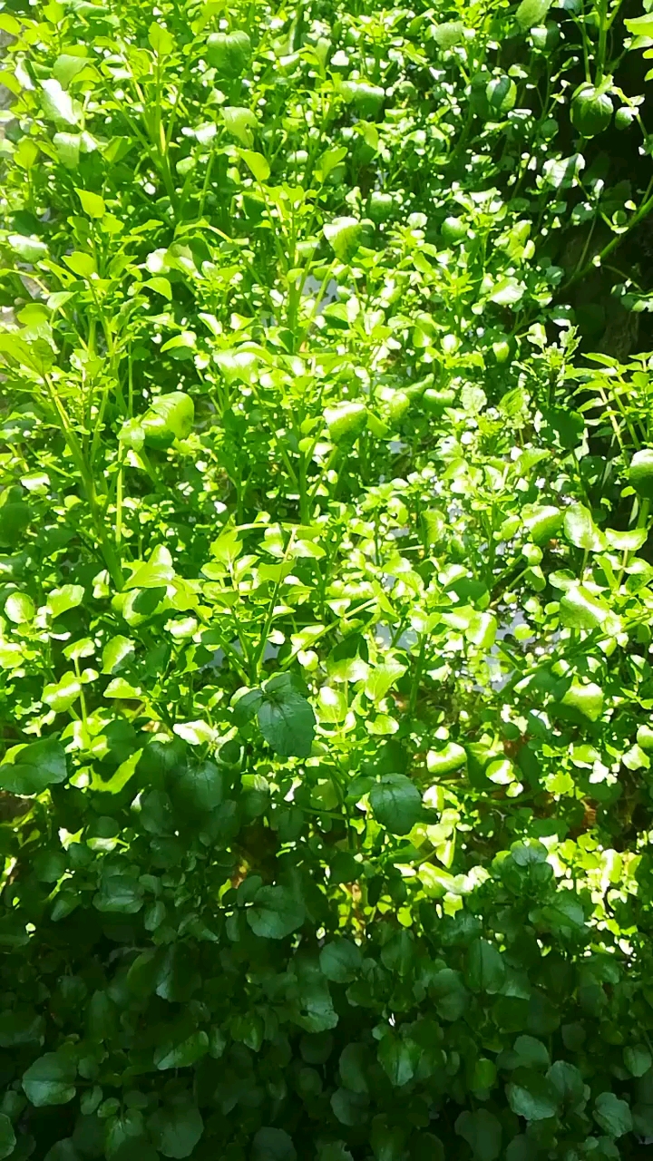 阳光下的西洋菜。
