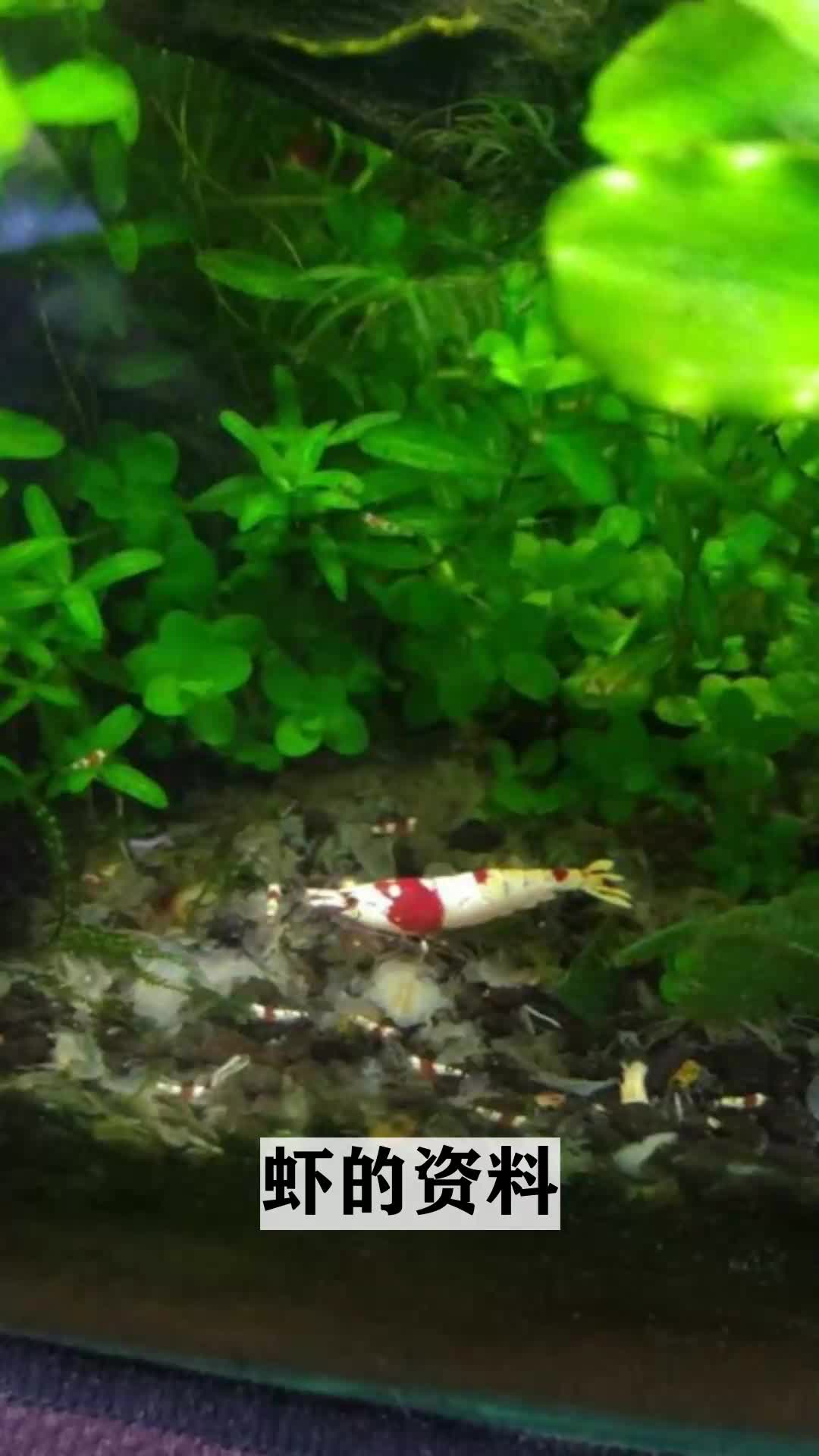 虾的资料