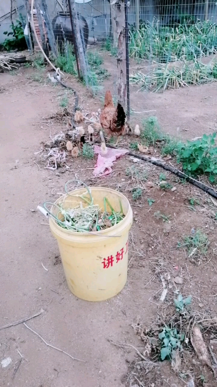 小鸡宝宝