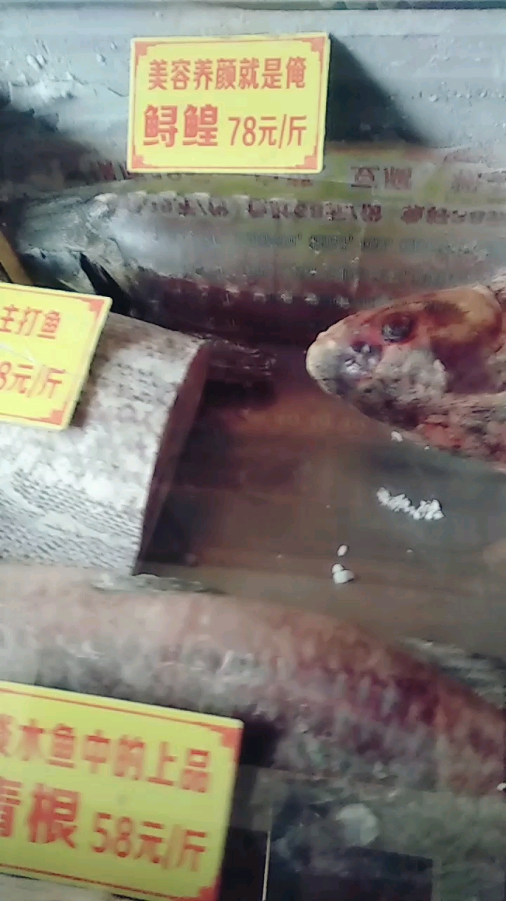 鱼大不