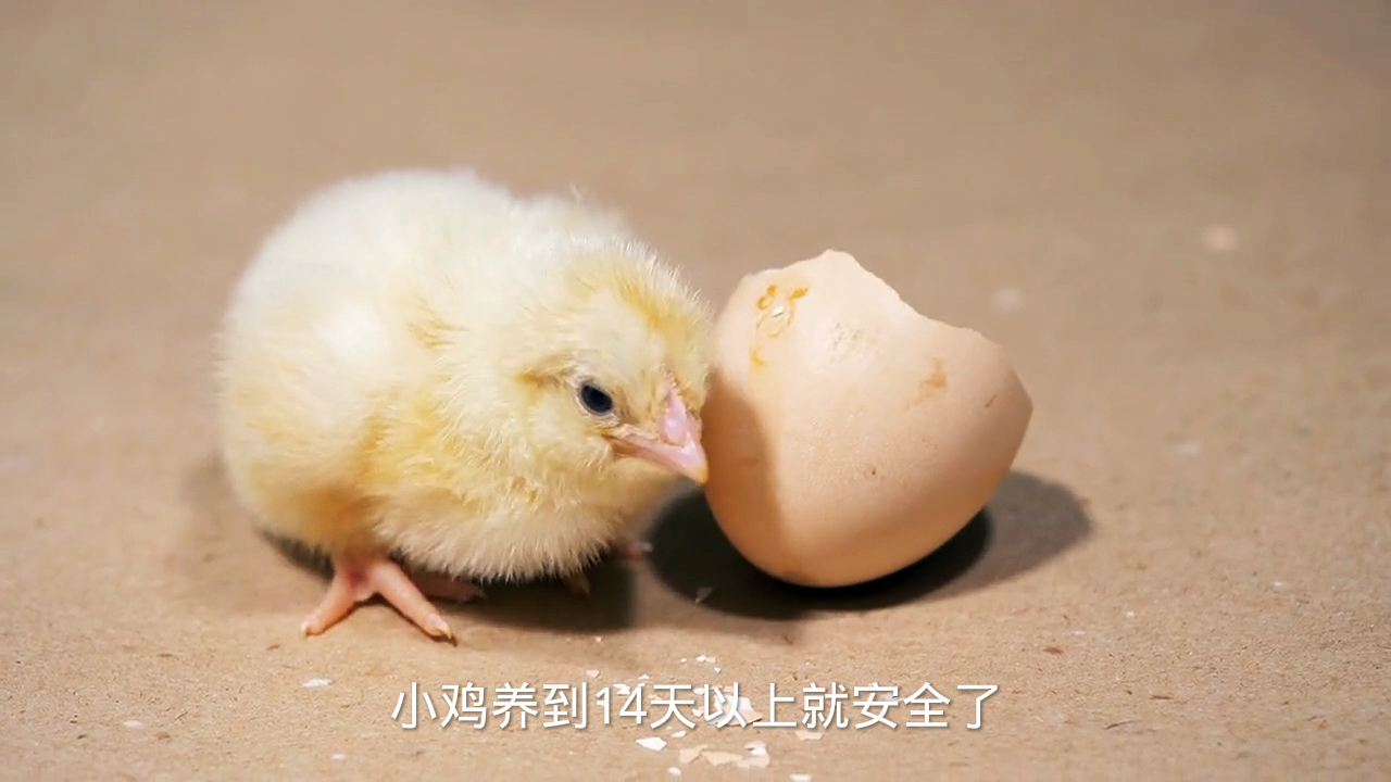 小鸡苗养几天就过危险期?