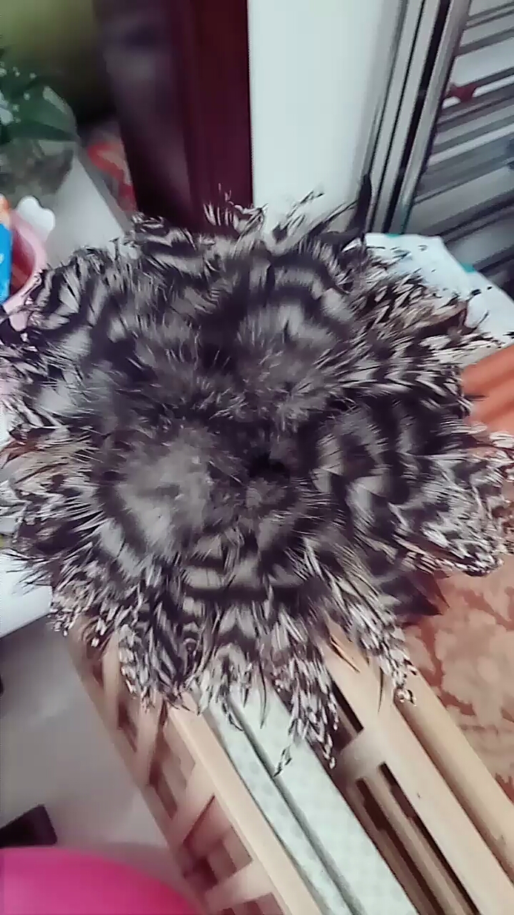 大卢花鸡毛掸子大家欣赏欣赏