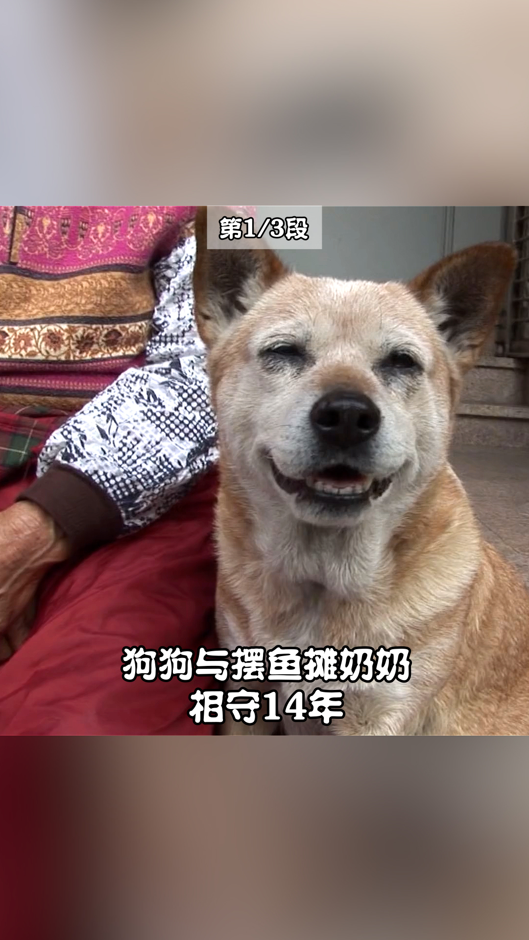 #家有萌宠#第1段:狗狗守护陪伴摆鱼摊老奶奶长达14年,它们彼此都是对方生命中最重要的存在
