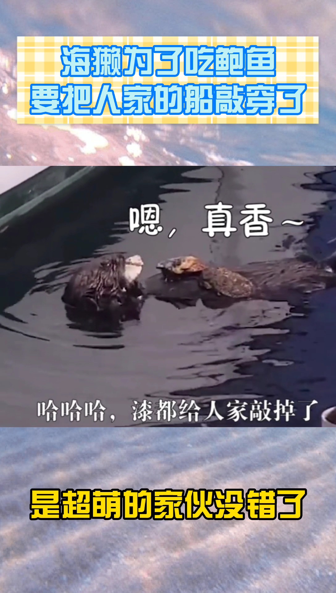 #动物搞笑#海獭为了吃鲍鱼,把人家的船都要敲穿了!