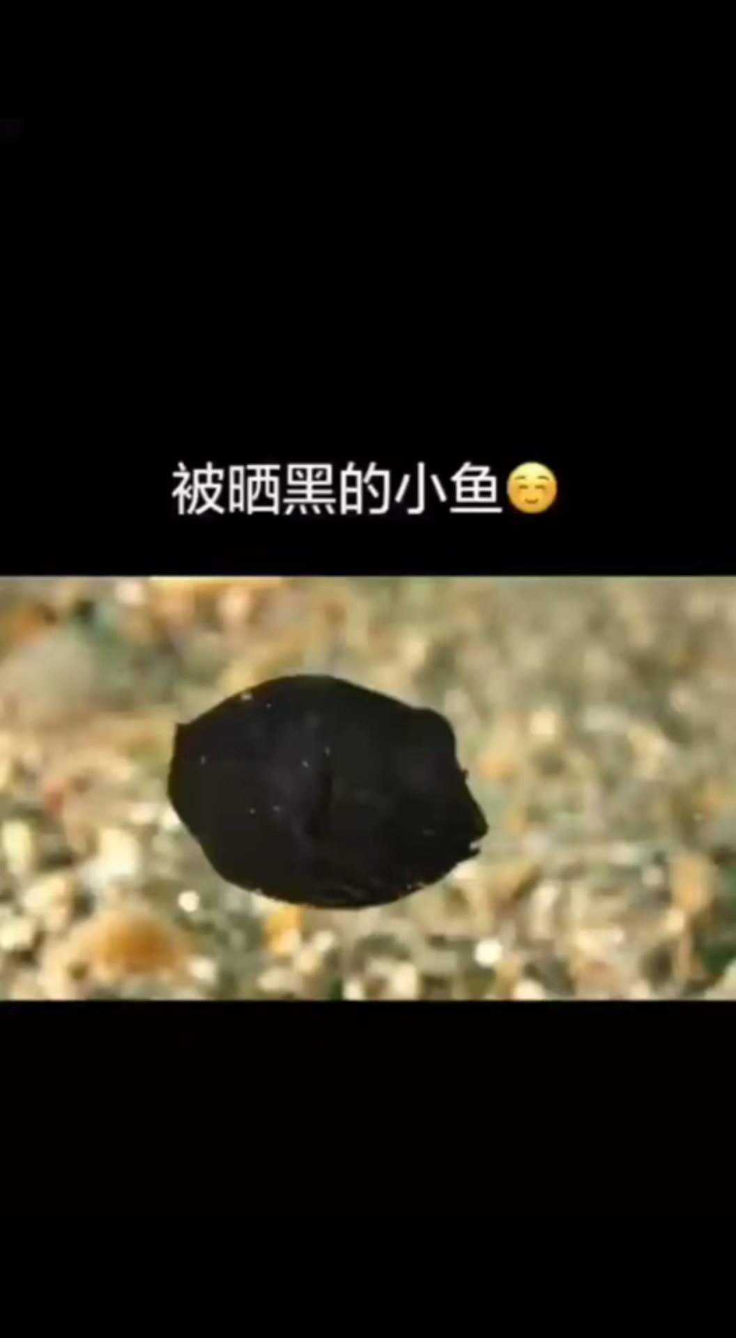  超可爱的黑河豚鱼,虽然长得很黑却拥有最白的小牙齿