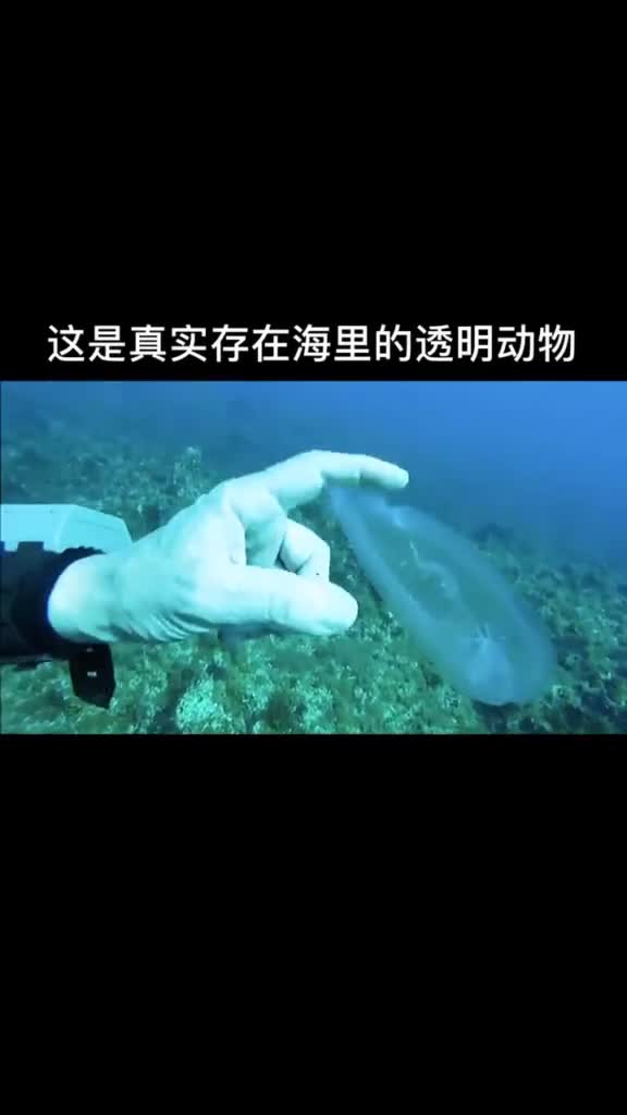 这叫樽海鞘,也称透明鱼,以浮游植物海藻为食,身长在1厘米至10厘米之间,背囊薄而透明
