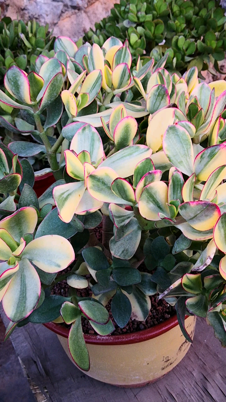 #有一种可爱叫多肉!#黄金花月夜老桩来了,一年四季都能有红边哦!