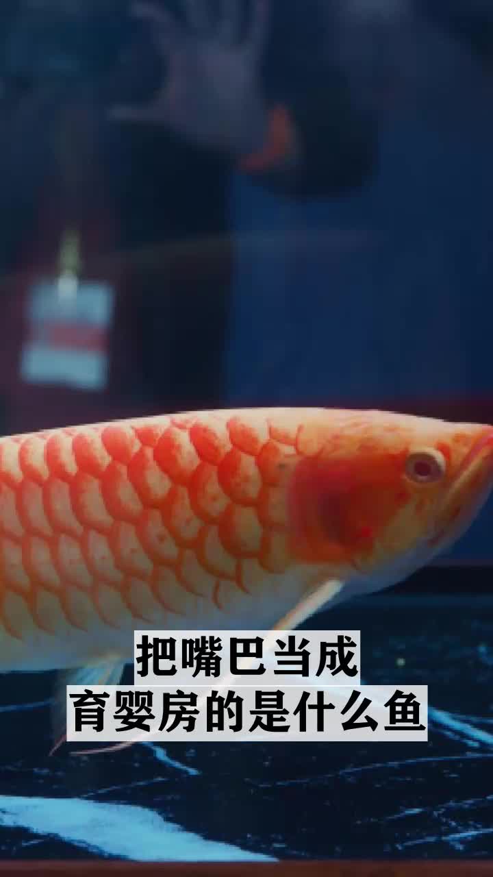  把嘴巴当成育婴房的是什么鱼