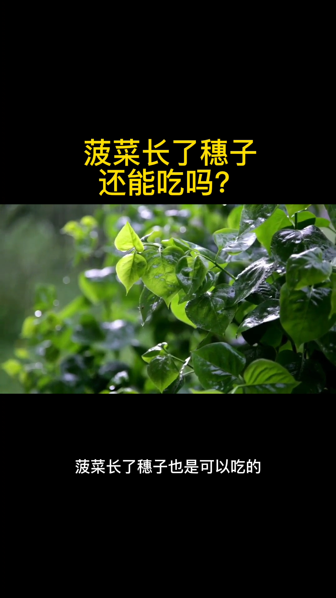 菠菜长了穗子还能吃吗?